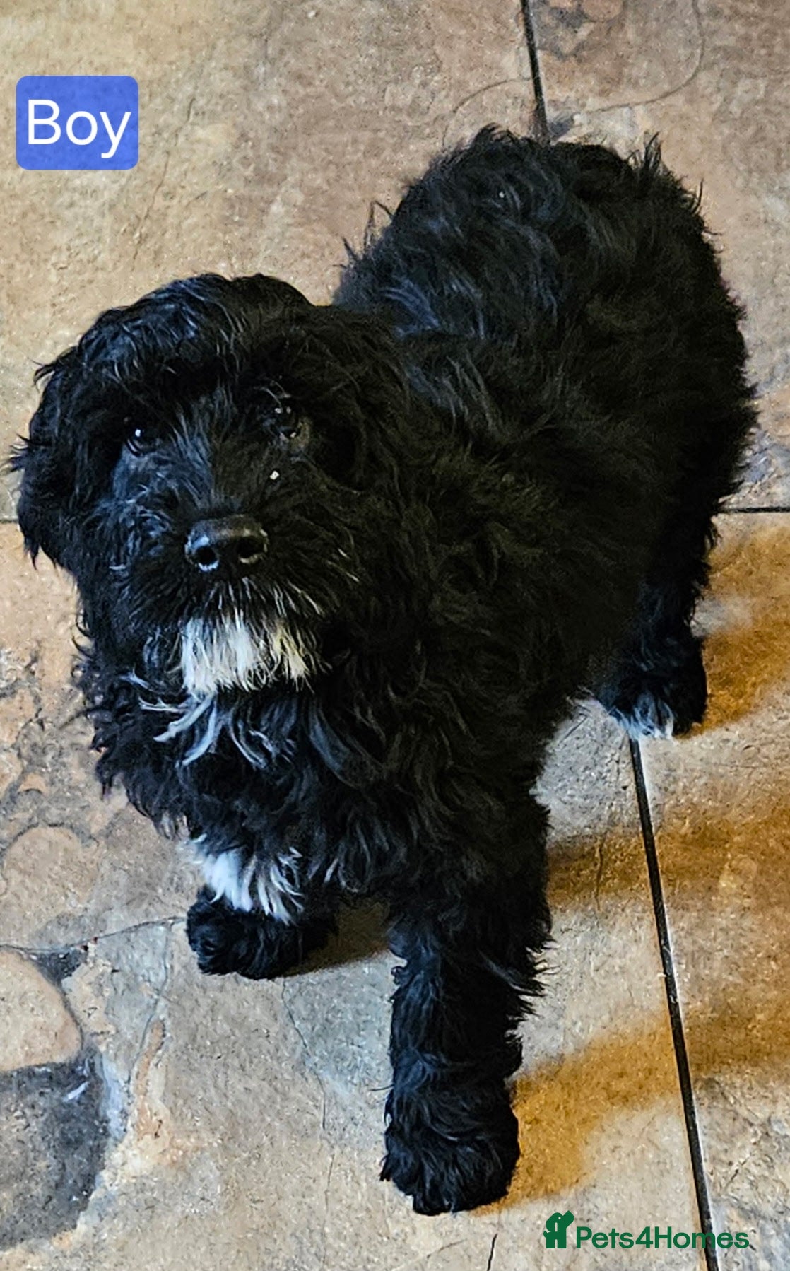 Mixed Breed dogs Lovely poodle x cockalier puppies for sale  - Advert 8