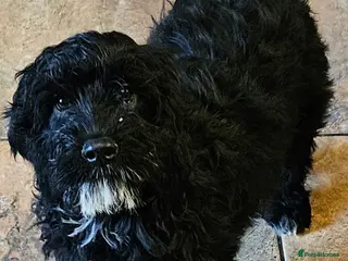 Mixed Breed dogs Lovely poodle x cockalier puppies for sale - Advert 8