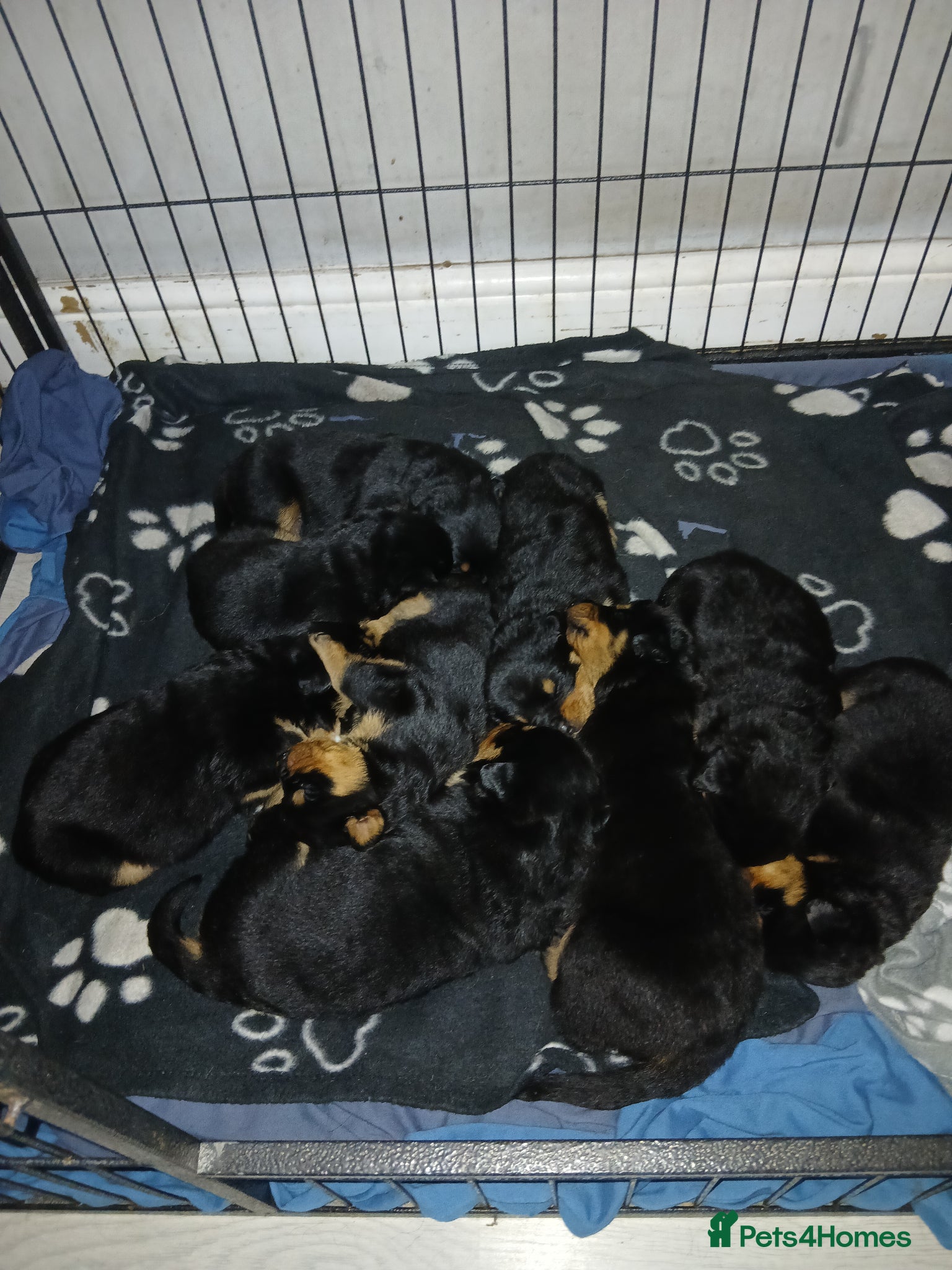 Rottweiler dogs Big chunky litter of 9 puppies - Advert 1