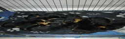 Rottweiler dogs for sale: Big chunky litter of 9 puppies - Advert 1