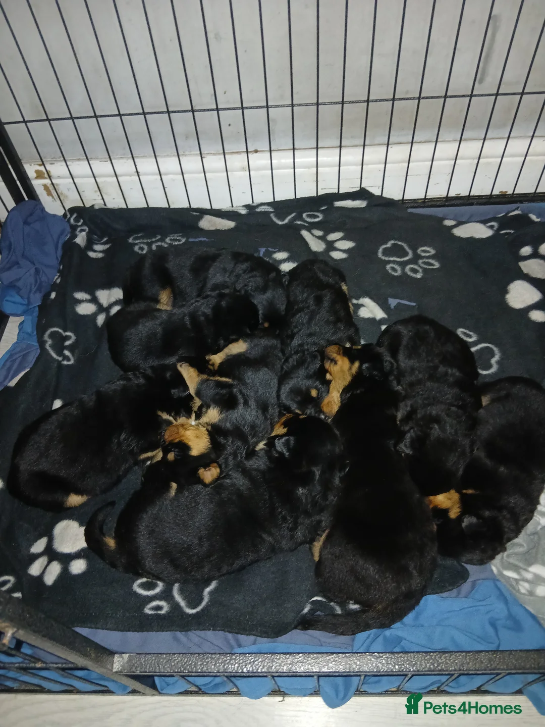 Rottweiler dogs for sale: Big chunky litter of 9 puppies - Advert 1