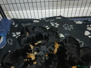 Rottweiler dogs Big chunky litter of 9 puppies - Advert 1