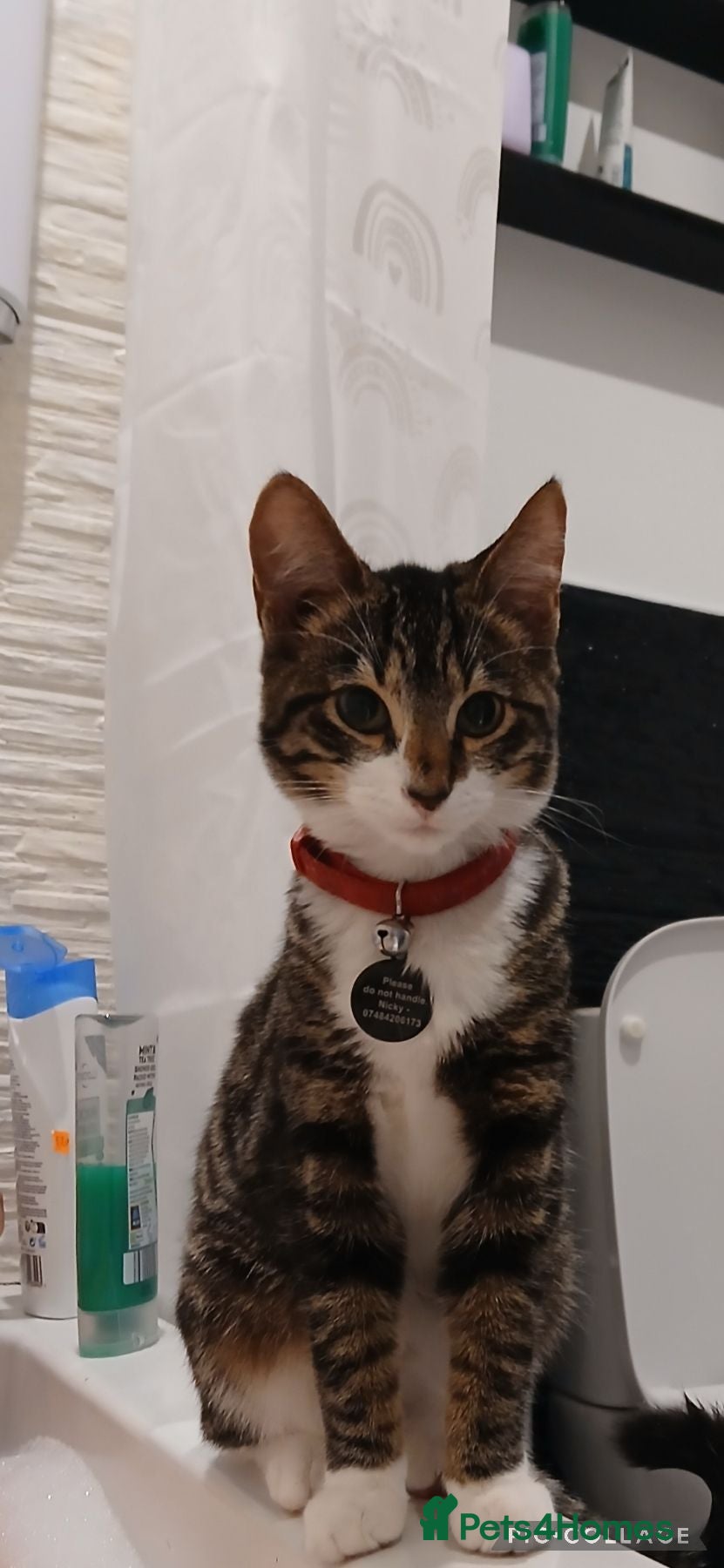 Domestic Shorthair cats 2 little beautiful boys. - Advert 12