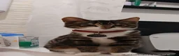 Domestic Shorthair cats for sale: 2 little beautiful boys. - Advert 1