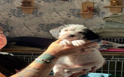 Mixed Breed dogs for sale: long haired Boxapoints - Image 11