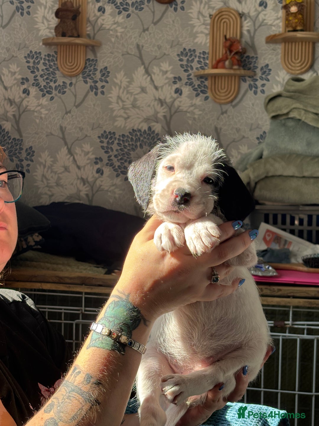 Mixed Breed dogs for sale: long haired Boxapoints - Image 11