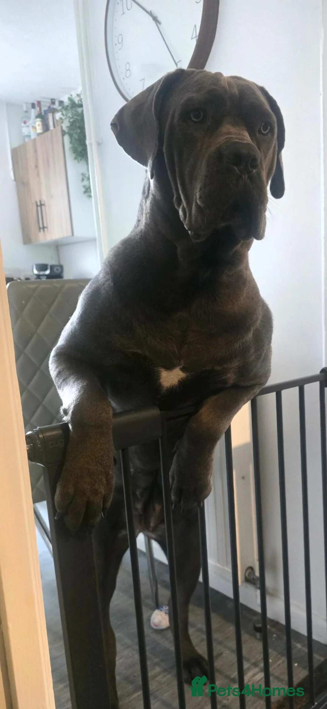 Mixed Breed dogs for sale: Cane Corso x Dogue de Bordeaux puppies 🐶  in Fareham - Advert 2