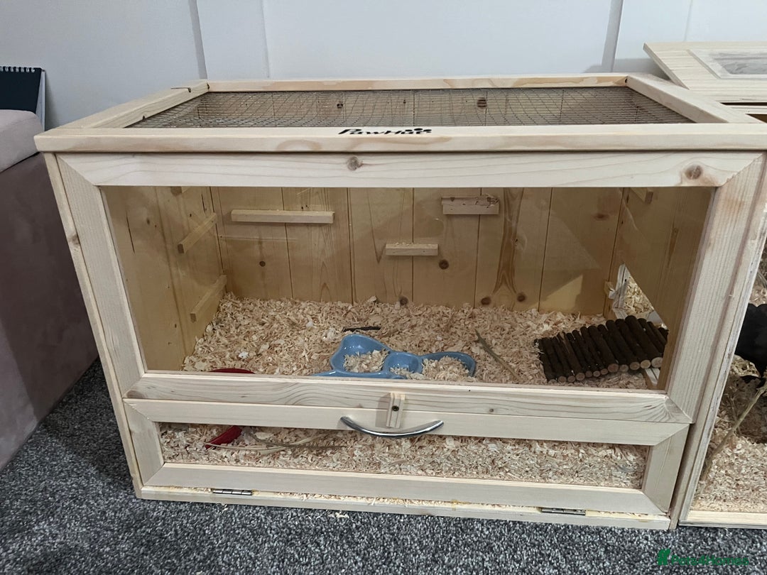 Hamster rodents for sale: female syrian hamster - Image 5