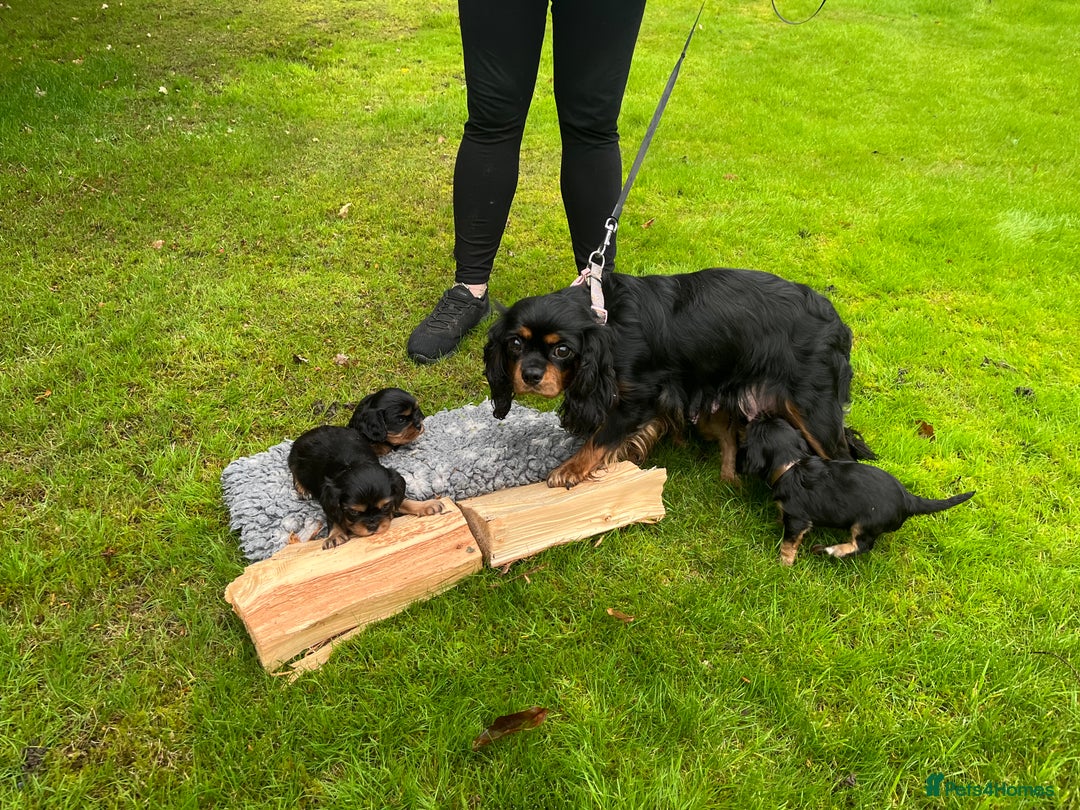 Cavalier King Charles Spaniel dogs for sale: KC reg Cavalier Puppies - Image 14