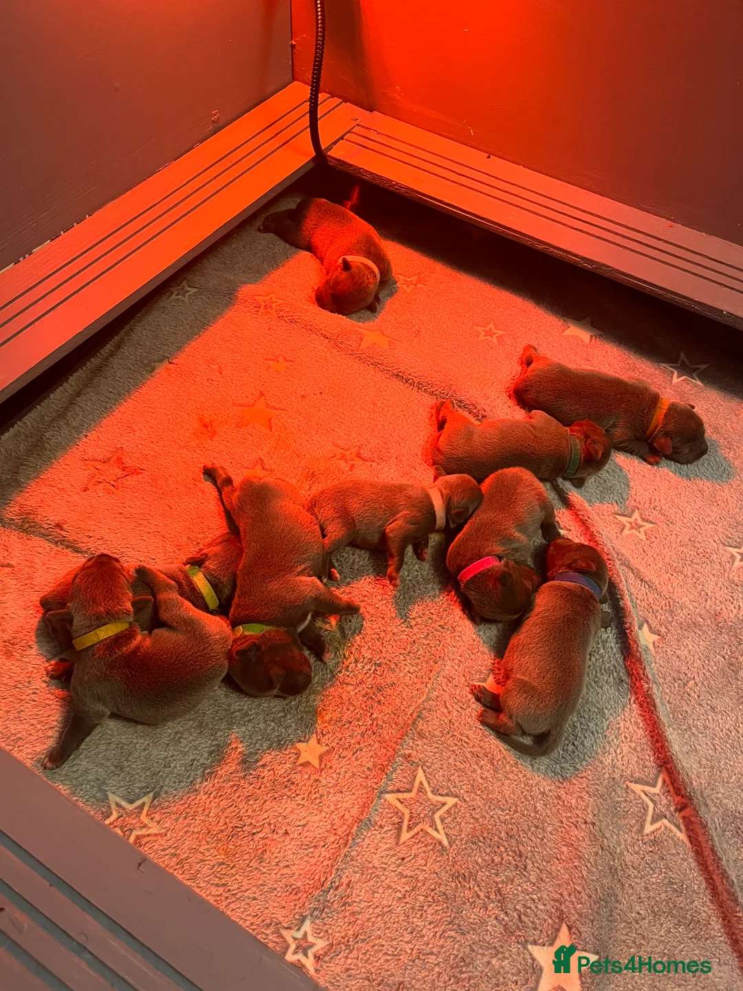 Staffordshire Bull Terrier dogs for sale: KC Registered Staffordshire Bull Terrier  - Advert 14