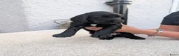 Cocker Spaniel dogs for sale: KC Registered FTCH bloodline Working Cocker Pups - Advert 8