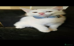 British Shorthair cats for sale: 1 girl and 1 white boy left. Dropped price at 150 - Image 1