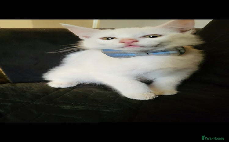 British Shorthair cats - Advert 9
