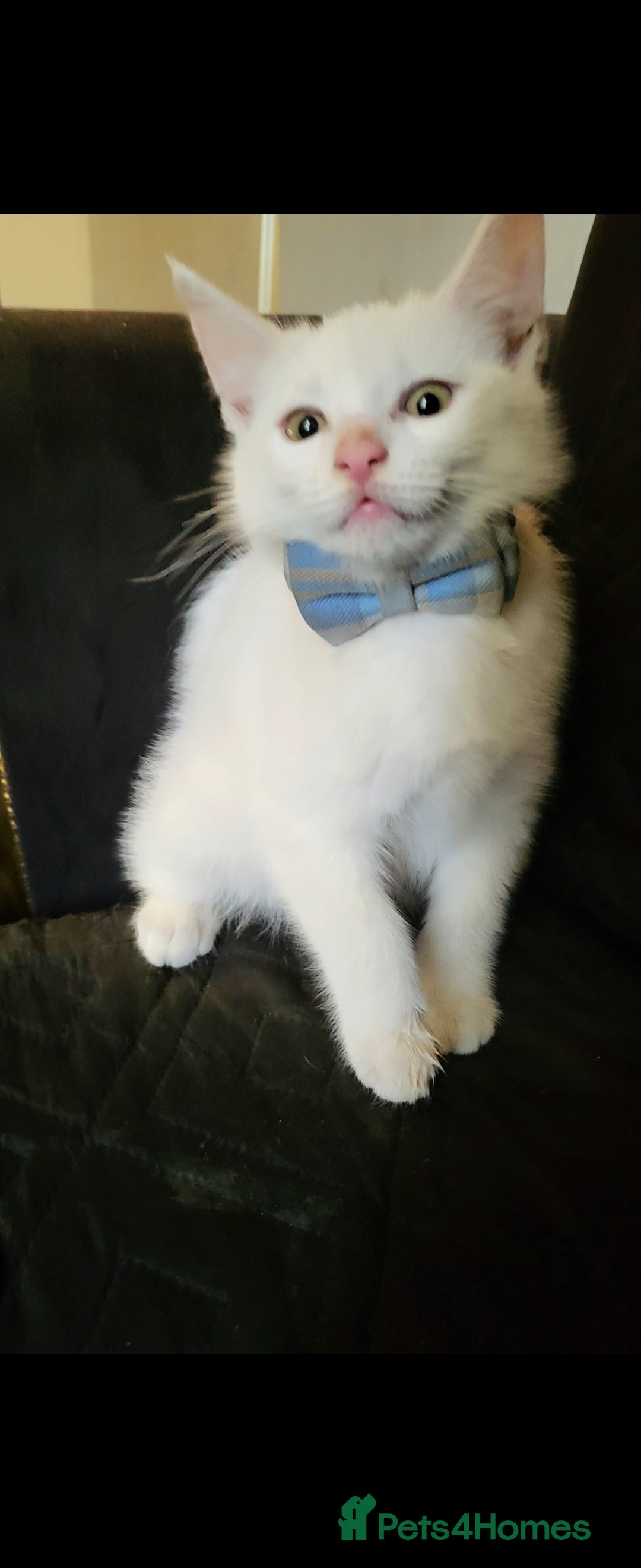 British Shorthair cats for sale: 1 girl and 1 white boy left. Dropped price at 150 - Image 1