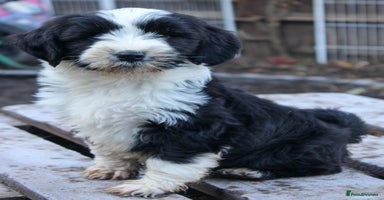 Tibetan Terrier dogs Last Tibetan Puppy! - Black/White Male  - Advert 12