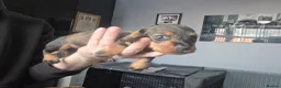 Miniature Dachshund dogs for sale: Wired haired miniature daschunds  - Advert 8