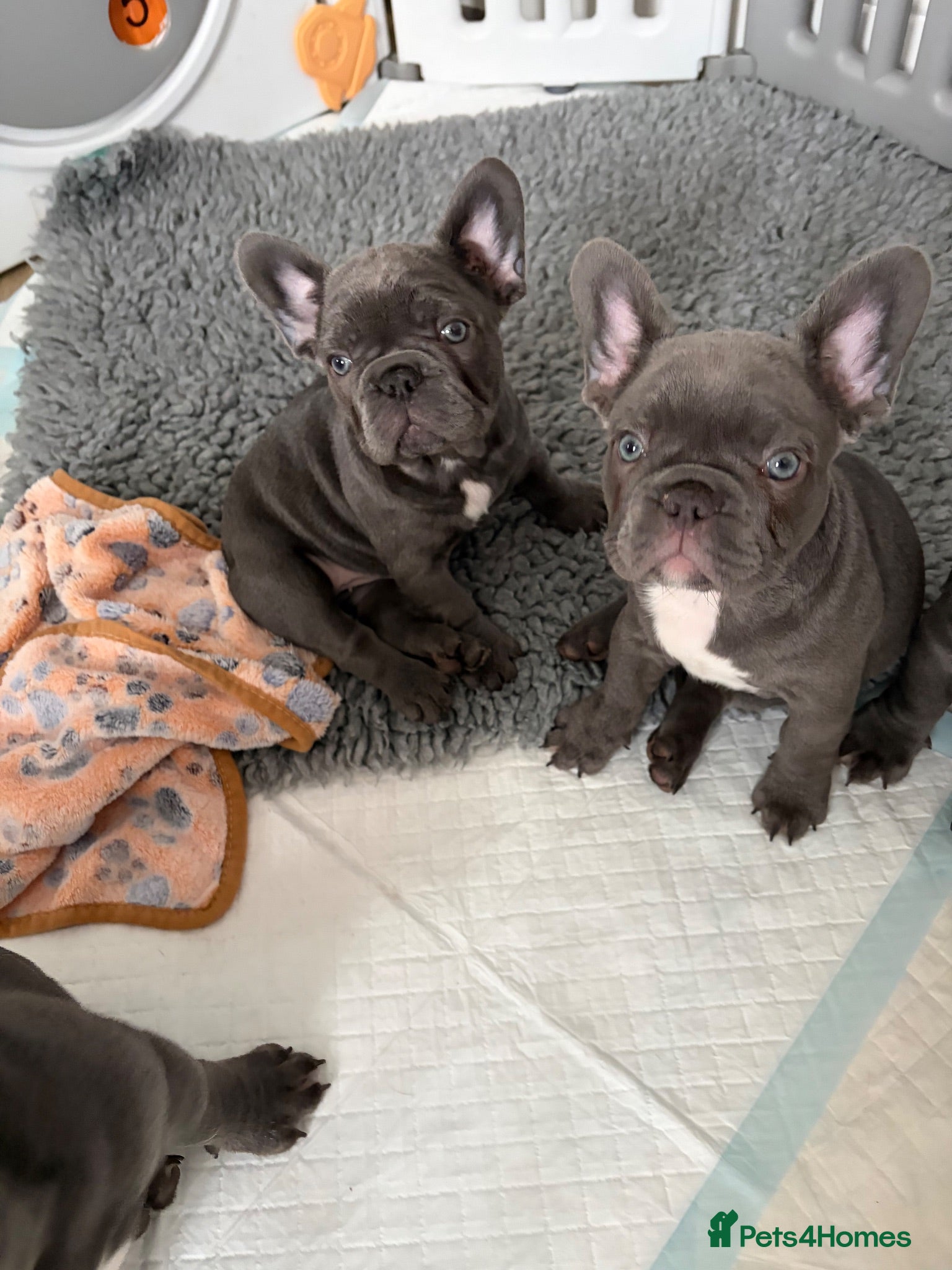 French Bulldog dogs 2 girls 1 boy available solid blue  - Advert 4