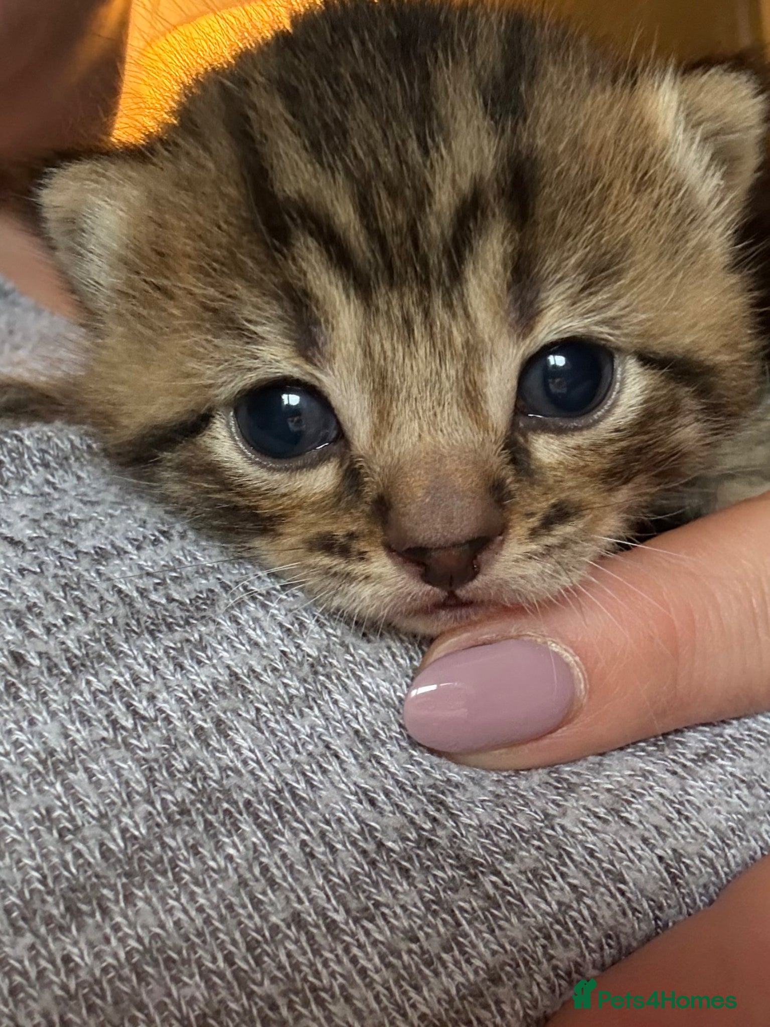 Mixed Breed cats Small litter of Kittens - Advert 2
