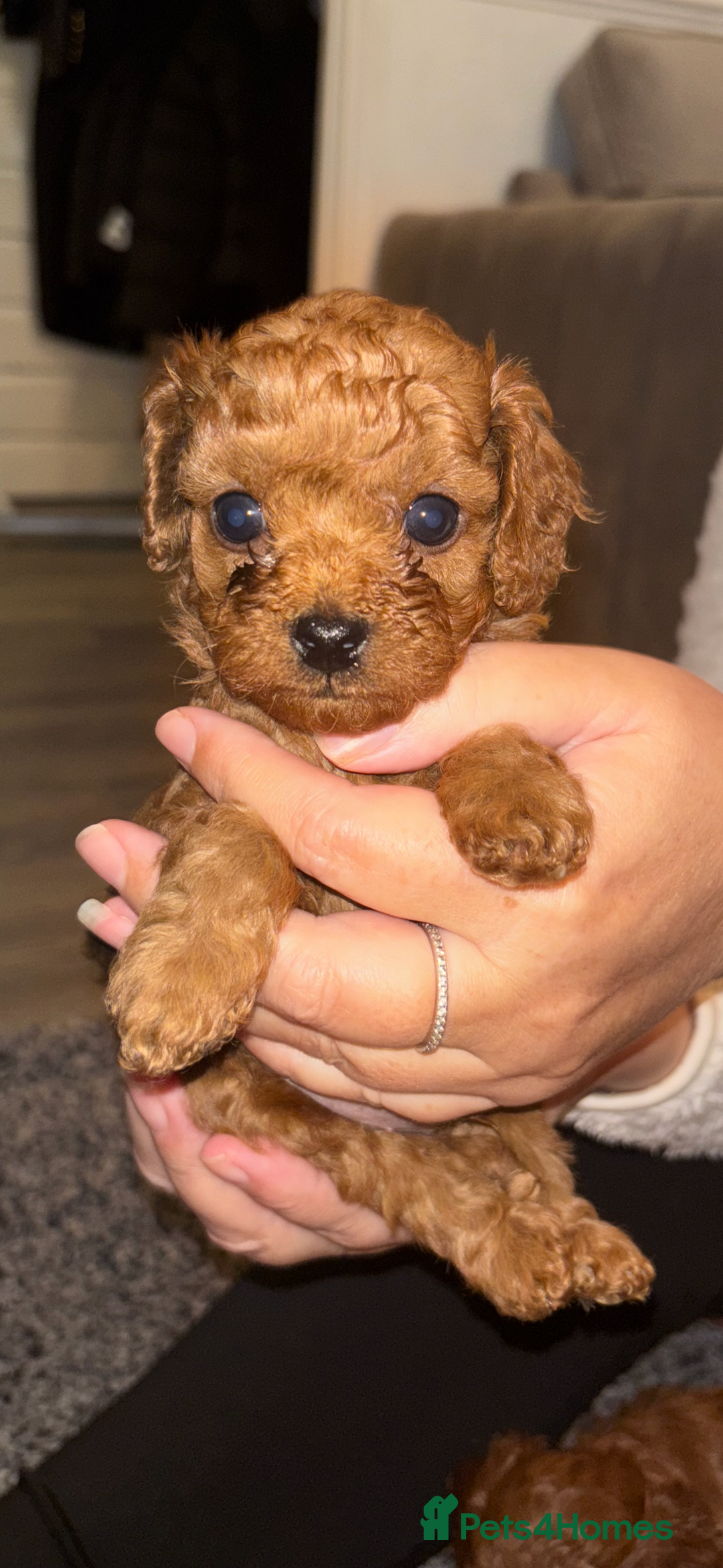 Cavapoo dogs for sale: Cavapoo - Advert 1