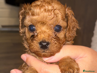 Cavapoo dogs Cavapoo - Advert 1