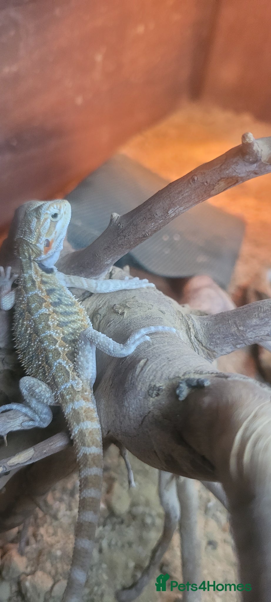 Bearded Dragon reptiles for sale: Bearded dragon  - Advert 4