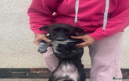 Mixed Breed dogs for adoption: Meet KATIA, a Gentle Little Girl for a Loving Home - Image 5