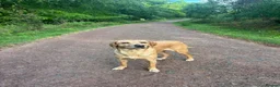 Labrador Retriever dogs for sale: Labrador retriever puppies for sale  - Advert 2