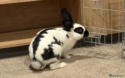 English Spot rabbits for sale: 6 month old English spot male rabbit  - Image 3