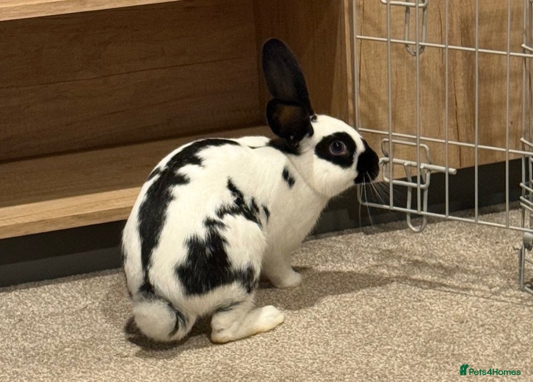 English Spot rabbits for sale: 6 month old English spot male rabbit  - Image 3