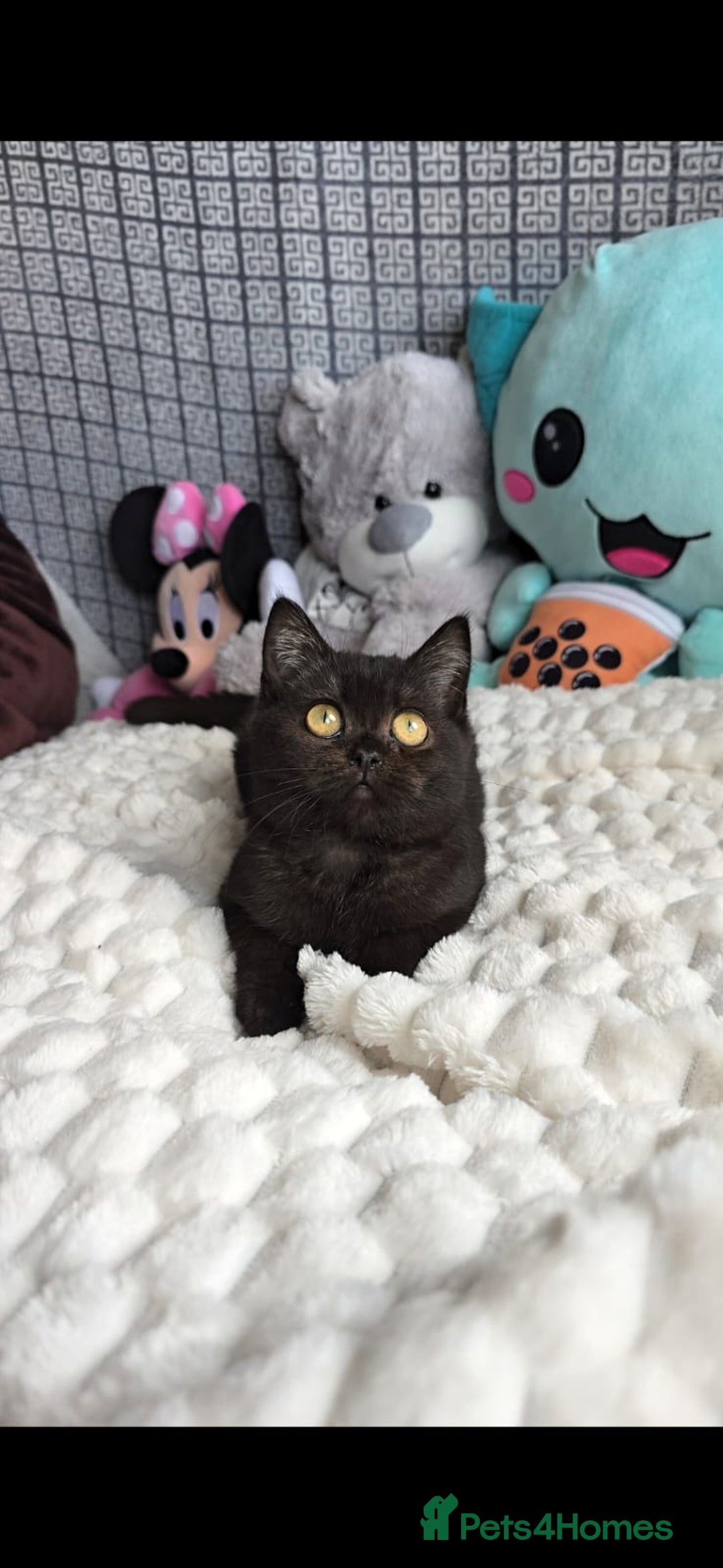 British Shorthair cats for sale: 3 Beautiful kittens available - Advert 15