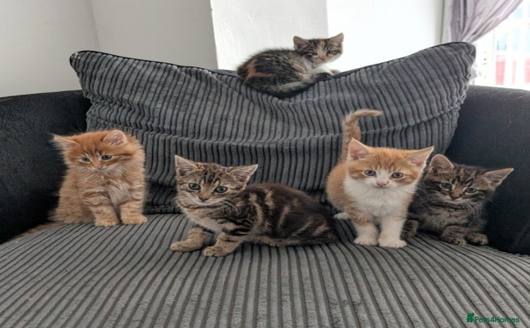 Mixed Breed cats - Advert 2