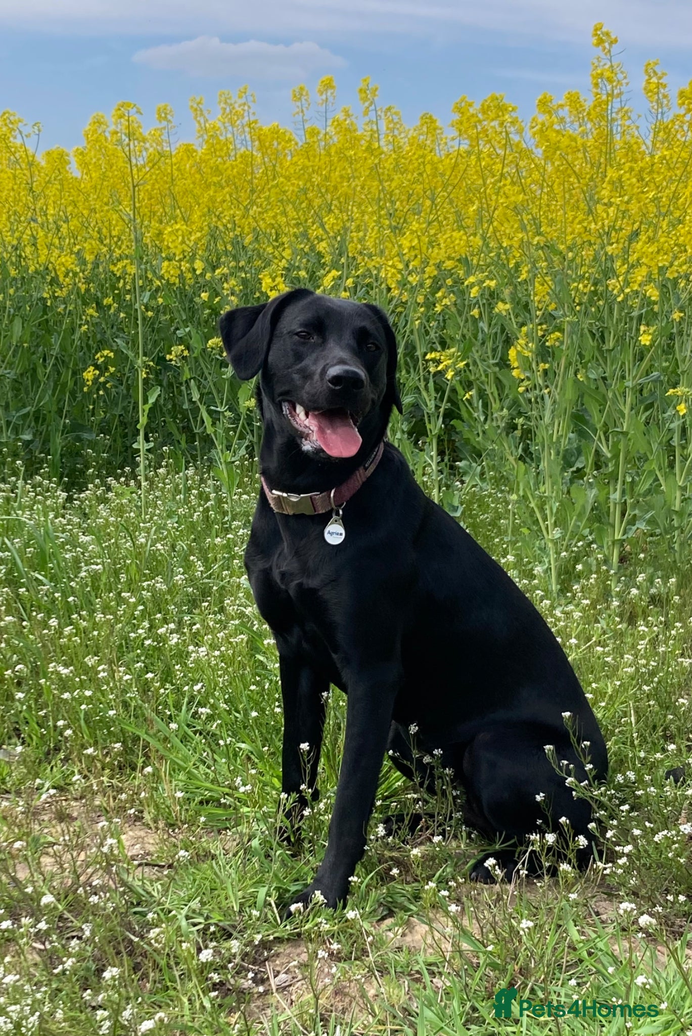 Labrador Retriever dogs for sale: Stunning KC registered working lab puppies  - Advert 5