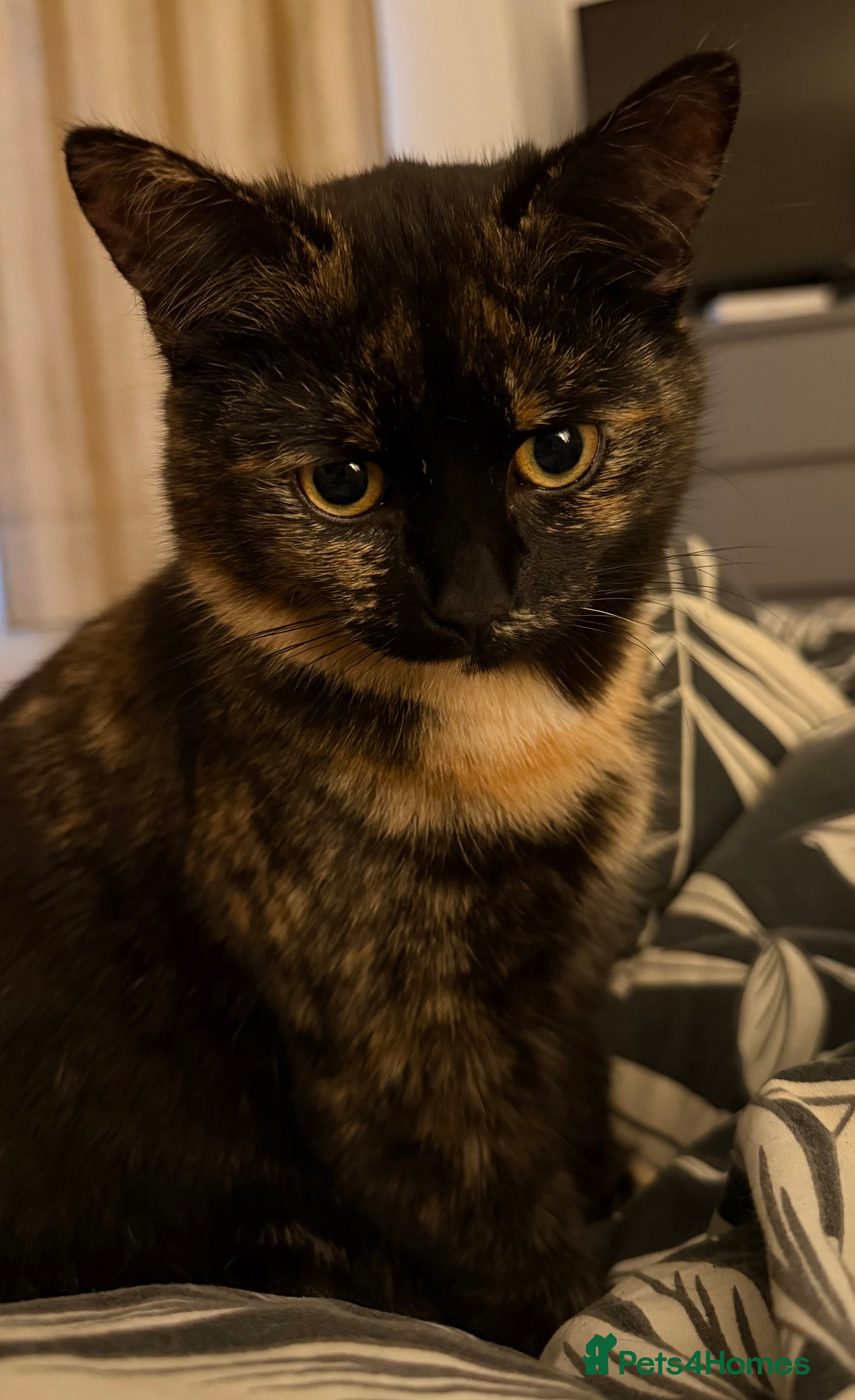 Domestic Shorthair cats 4 month old Female Domestic Shorthair  - Advert 3