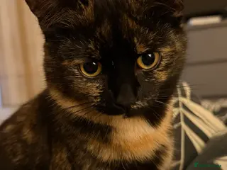 Domestic Shorthair cats 4 month old Female Domestic Shorthair - Advert 3