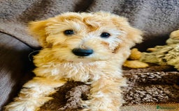 Labradoodle dogs for sale:  Adorable 🥰 Miniature Labradoodle Puppies F2B  - Image 14