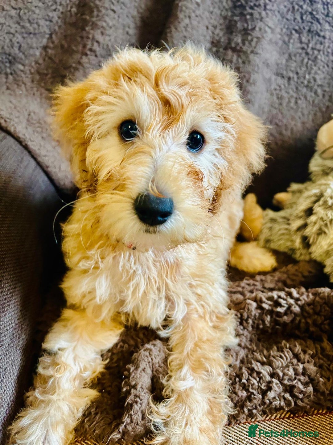 Labradoodle dogs for sale:  Adorable 🥰 Miniature Labradoodle Puppies F2B  - Image 14