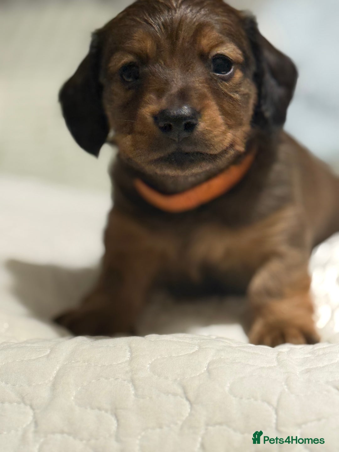 Miniature Dachshund dogs for sale:  Long haired miniature dachshund litter  - Advert 13