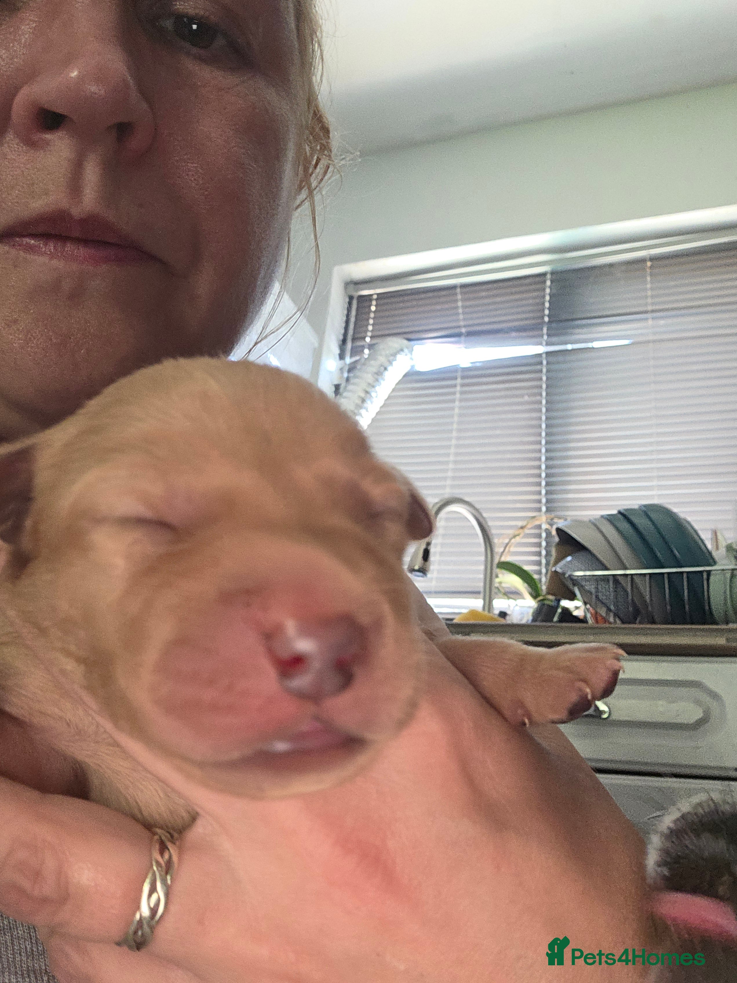 Labrador Retriever dogs for sale: 7 perfect plump little Red Labrador puppies - Advert 17