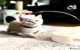 Scottish Fold cats for sale: Scottish straight - Image 9
