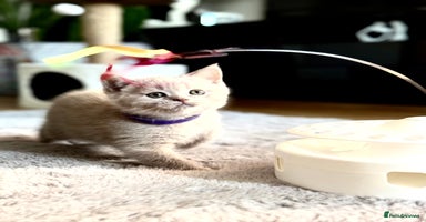 Scottish Fold cats - Advert 7