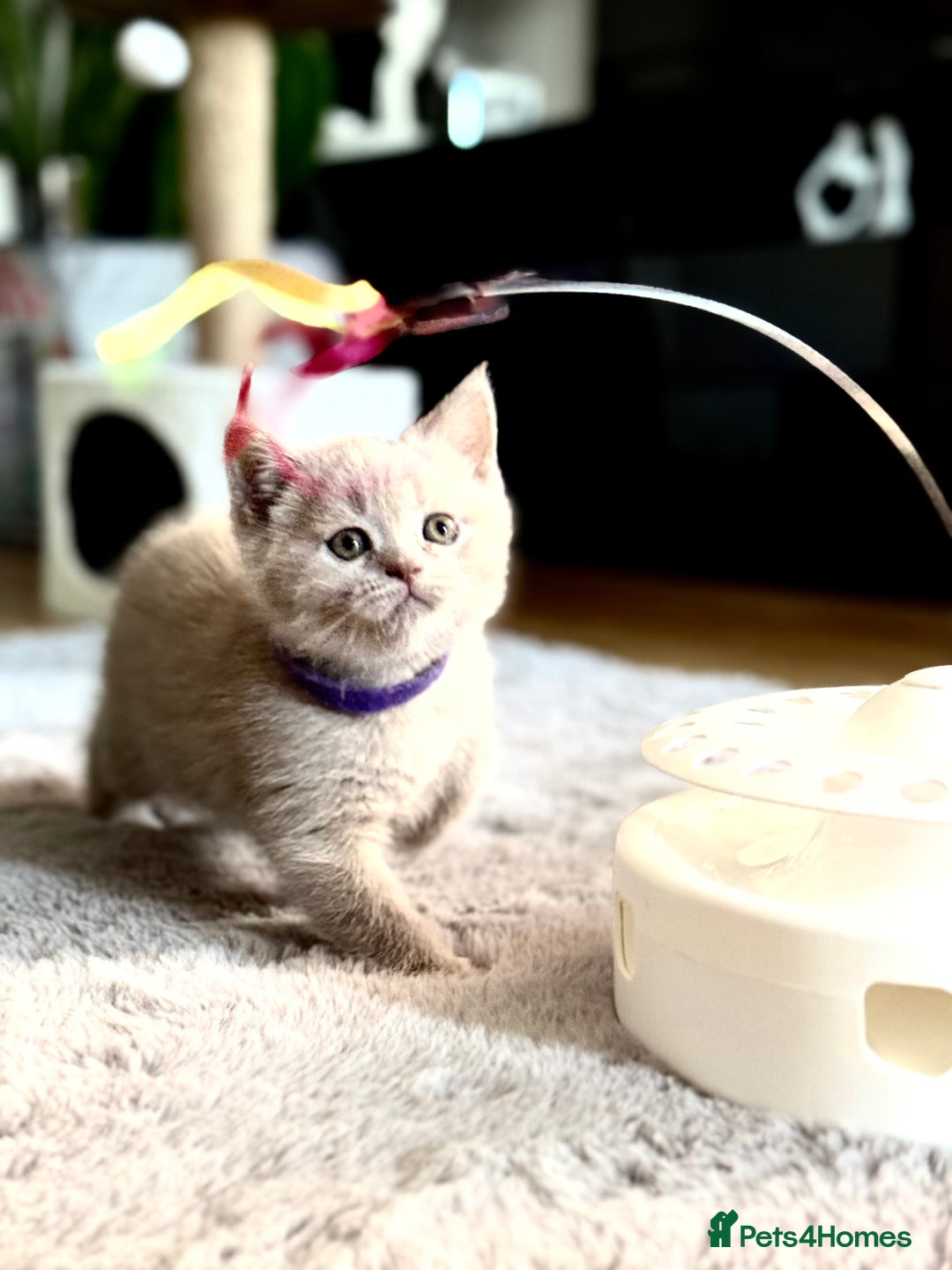 Scottish Fold cats for sale: Scottish straight - Image 9