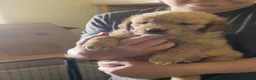 Golden Retriever dogs for sale: 🐾 Golden Retriever Puppies – Raised with Love 🐾 - Advert 10