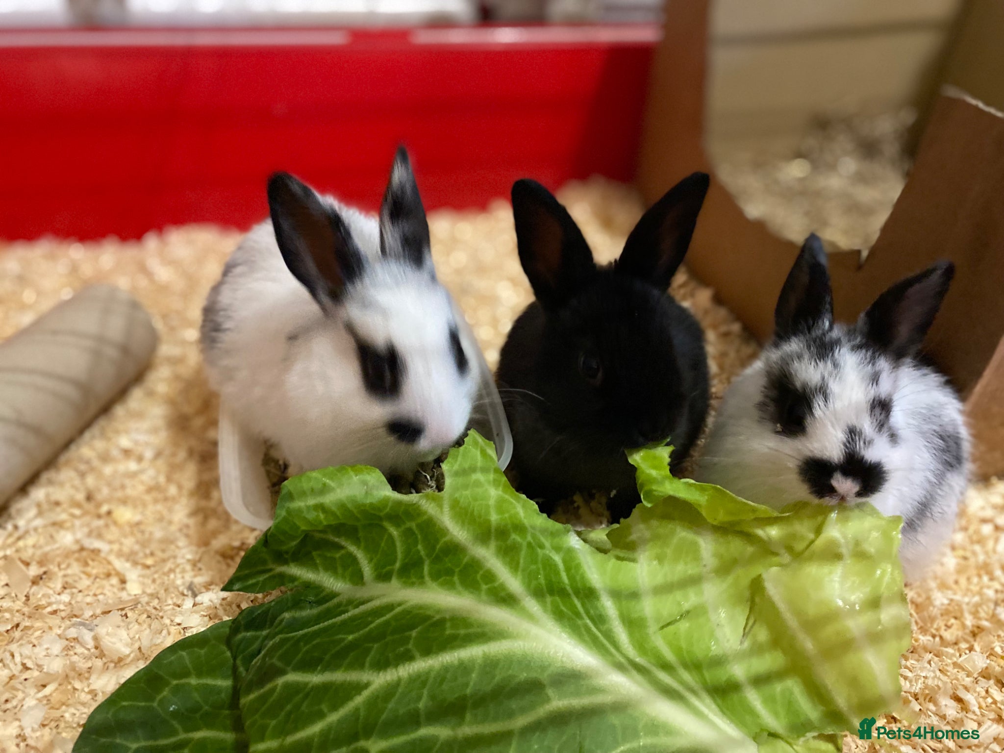 Mixed Breed rabbits Hand reared baby bunnys for sale!  - Advert 15