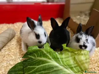 Mixed Breed rabbits Hand reared baby bunnys for sale! - Advert 15