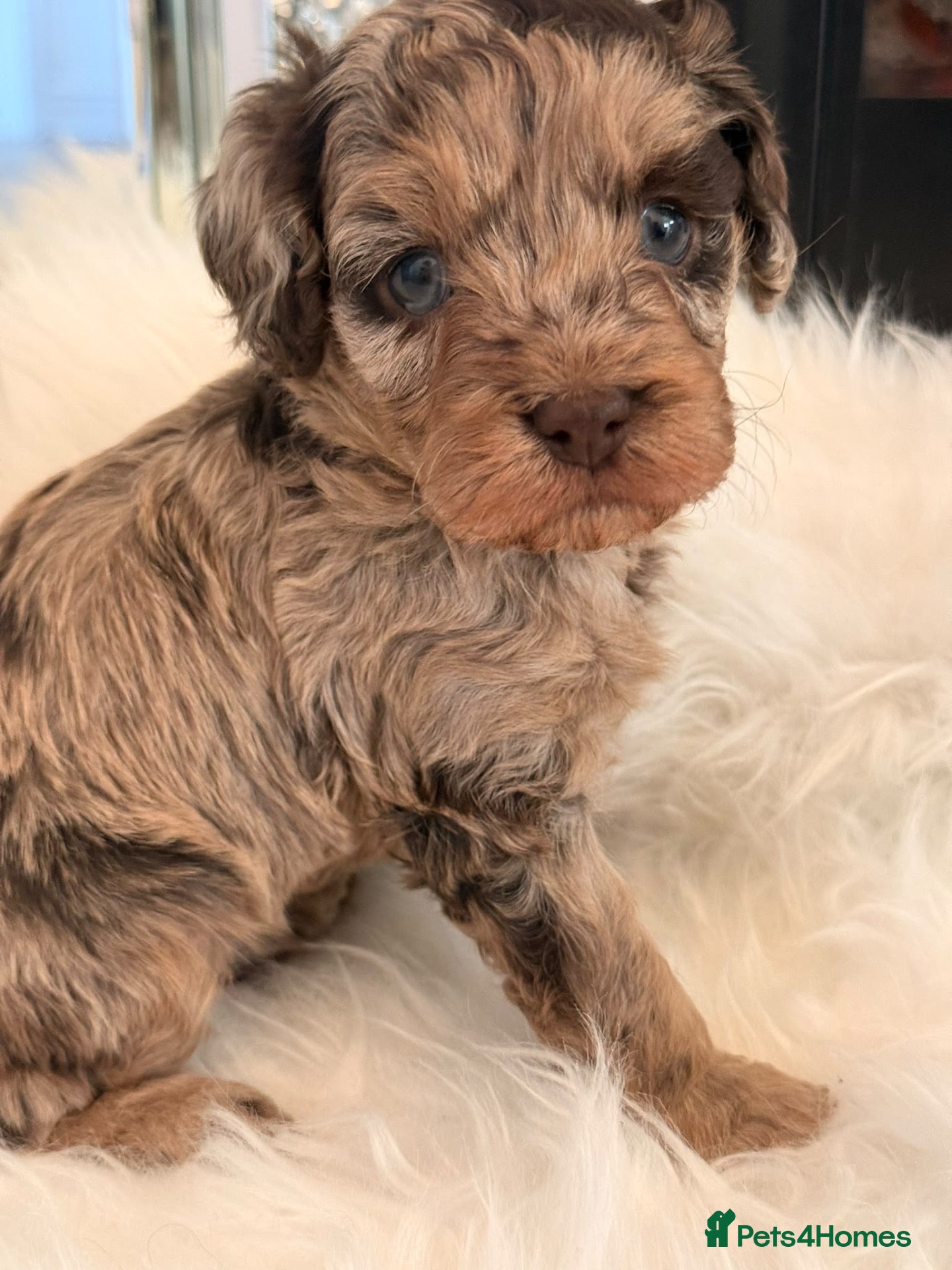 Cavapoo dogs ⭐️ Rare Choc & Tan Merle F1 Cavapoo puppies ⭐️ - Advert 2