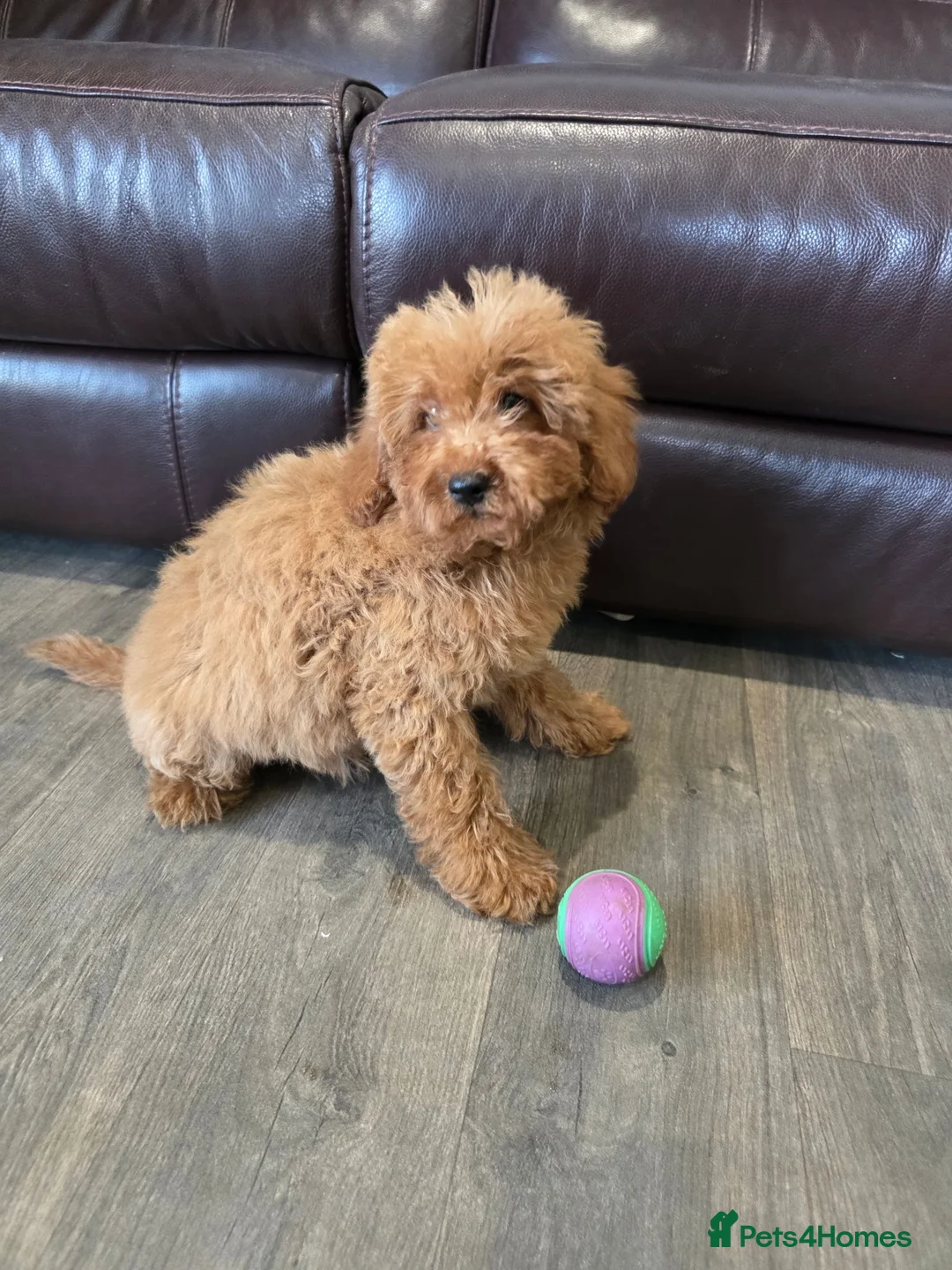 Cavapoo dogs for sale: Adorable F1B Cavapoo puppies for sale  - Advert 1