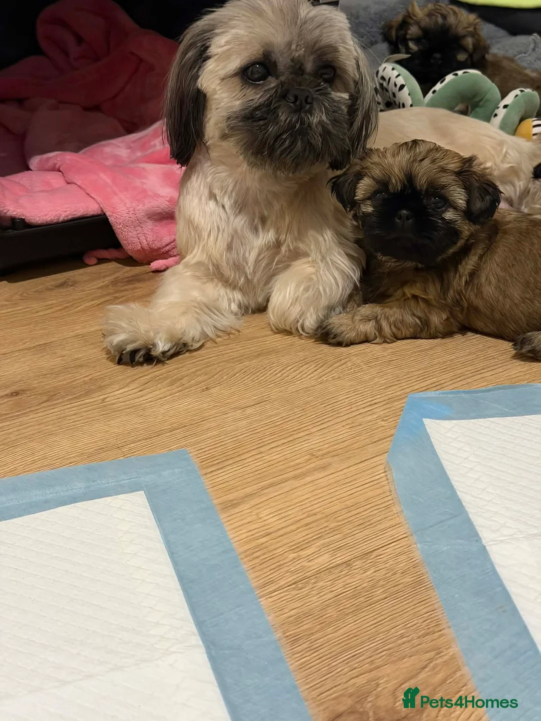 Shih Tzu dogs for sale: Beaty Little boy  - Advert 1