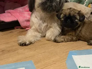 Shih Tzu dogs Beaty Little boy - Advert 2