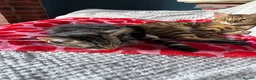 Mixed Breed cats for sale: Male kitten  - Advert 7