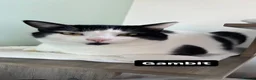Mixed Breed cats for sale: REHOMING: 2 Black/White Cats, Siblings in Whitley Bay - Advert 9